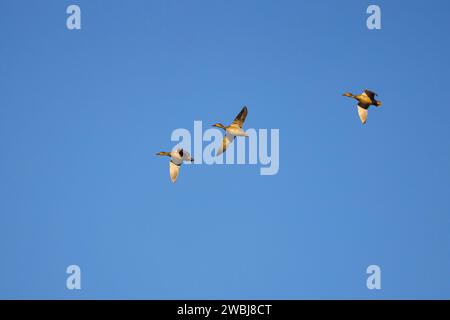 Drei wilde Enten im Flug am blauen Himmel. Stockfoto