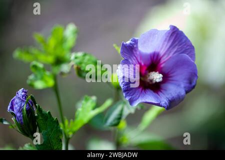 Dies ist ein exquisites Porträt einer violetten Blume in voller Blüte, die den zarten Verlauf der violetten Farbtöne und die detaillierte Struktur ihrer Stamen zeigt. Die Blume steht vor einem weichen Hintergrund, der ihre lebendige Farbe und zarte Form unterstreicht. Das grüne Laub, das die Blüte umgibt, verleiht einen Hauch frischer Vitalität und schafft eine harmonische Mischung aus Farbe und Leben. Grünes und violettes Flüstern. Hochwertige Fotos Stockfoto