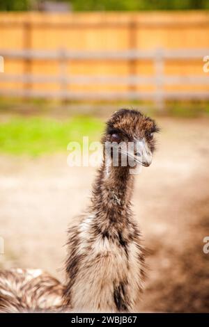 Der australische Strauß emu, bekannt als Dromaius novaehollandiae, ist der zweitgrößte lebende Vogel der Welt. Farmerzucht von Straußen Stockfoto