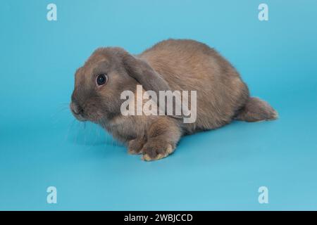 Kleines dekoratives Kaninchen, Rassenbock, auf blauem Hintergrund Stockfoto