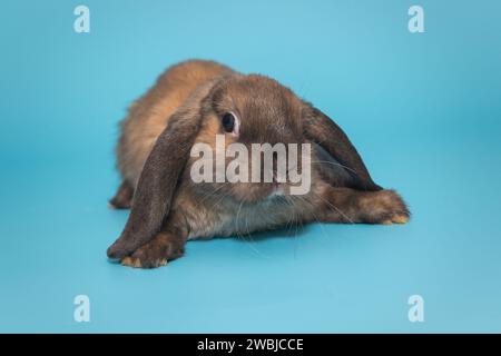 Kleines dekoratives Kaninchen, Rassenbock, auf blauem Hintergrund Stockfoto