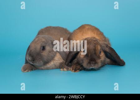 Zwei kleine Faltohr-Kaninchen, Widderrasse, auf blauem Hintergrund Stockfoto