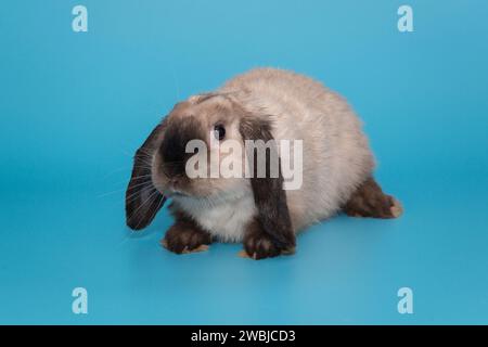 Faltohr-Kaninchen-RAM in siamesischen Farben und Blumen auf blauem Hintergrund Stockfoto