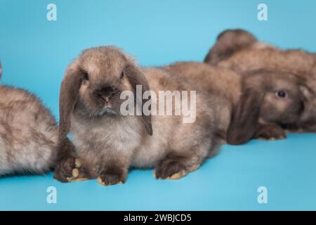 Gruppe von kleinen Falthaarkaninchen, Widderrasse, auf blauem Hintergrund Stockfoto