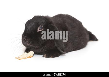 Schwarzes Kaninchen und eine Kruste Brot, isoliert auf weißem Hintergrund Stockfoto