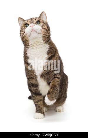 Graue, gestreifte Katze schaut auf und spielt mit ihrer Pfote, isoliert auf weißem Hintergrund Stockfoto