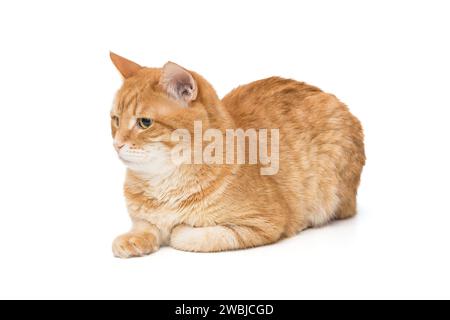 Schöne rote Katze sitzt seitlich und schaut weg, isoliert auf weißem Hintergrund Stockfoto