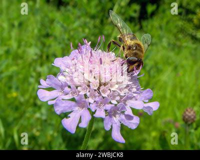 Eine hoverfly (Eristalis tenax) sitzt auf einer blühenden scabiosa (Scabiosa caucasica). Eristalis tenax ist auch als Dungbiene, Schlammbiene, Drohnenfliege oder f bekannt Stockfoto