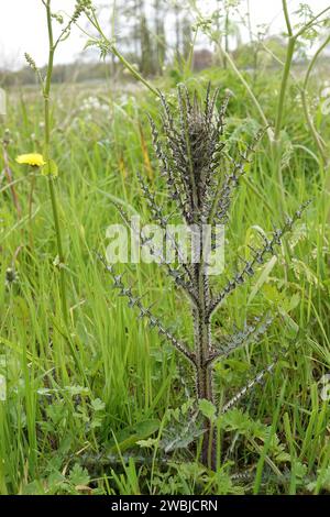 Natürliche vertikale Nahaufnahme eines jungen Marsh-Thistloe; Cirsium palustre Stockfoto