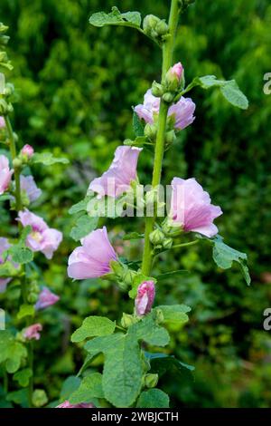 Weiß-rosa Blüten von Moschusmalve oder Lavatera mit einem gelben Zentrum beleuchtet von der Sonne im Innenhof des Hauses im Sommer. Malvenblüten, selektiv f Stockfoto