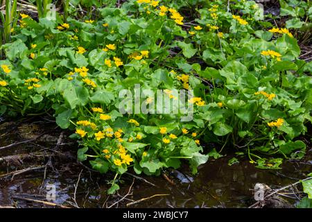 im Frühling wächst caltha palustris im feuchten Erlenwald. Frühling, Feuchtgebiete, überfluteter Wald. Stockfoto