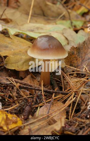 Detaillierte Nahaufnahme eines frisch aufgetauchten Butter Cap But oder fettigen Toughshank Pilzes, Collybia butyracea, auf dem Waldboden Stockfoto