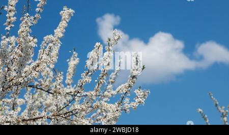 Selektiver Fokus auf wunderschöne Zweige von Pflaumenblüten auf dem Baum unter blauem Himmel, wunderschöne Sakura Blumen während der Frühlingssaison im Park, Floral p Stockfoto