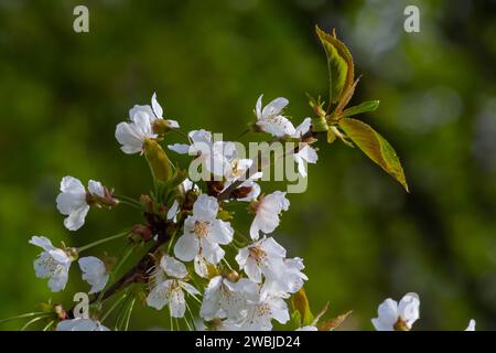 Selektiver Fokus auf wunderschöne Zweige von Kirschblüten auf dem Baum unter blauem Himmel, wunderschöne Sakura-Blumen während der Frühlingssaison im Park, Floral Stockfoto