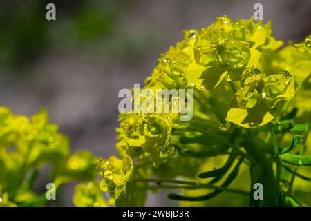 Euphorbia cyparissias, Zypressensprang grünliche Blüten verschlossen selektiven Fokus. Stockfoto