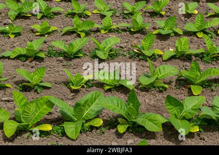 Landwirtschaftliche Tabakfelder. Frische natürliche Jungtabakpflanzen auf Tabakfeldern nach Regen, Deutschland. Green Jung Tabak Setzling, Nahaufnahme. Stockfoto