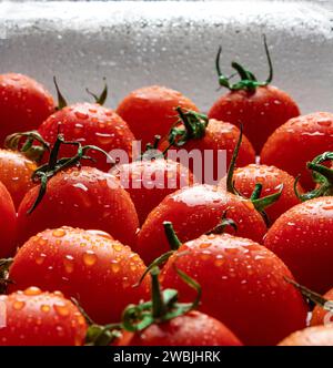 Schöne leckere frische rote Tomaten auf grünem Stiel. Tomaten mit Wassertropfen. Nahaufnahme. Stockfoto
