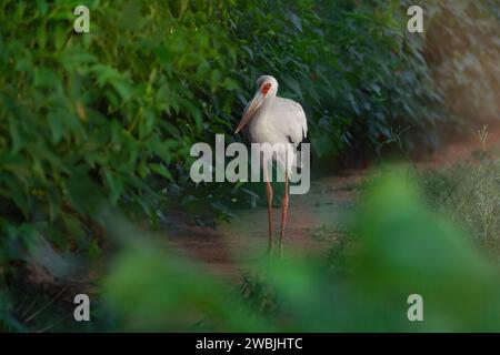 Maguari Storch Vogel (Ciconia maguari) Stockfoto