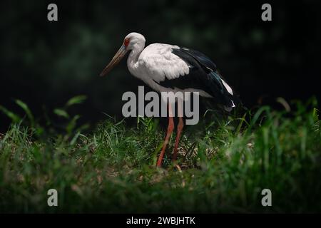 Maguari Storch Vogel (Ciconia maguari) Stockfoto