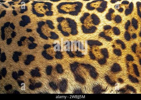 Jaguar Lackmuster mit Punkten und Rosetten Stockfoto
