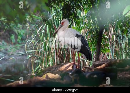 Maguari Storch Vogel (Ciconia maguari) Stockfoto