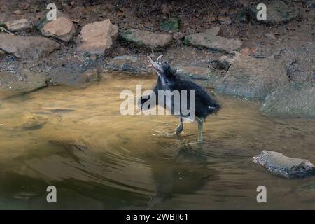 Junger gemeiner Gallinule-Vogel (Gallinula galeata) Stockfoto