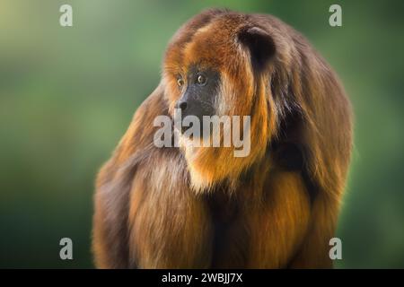 Weibliches Baby Schwarzer Brüllaffen (Alouatta Caraya) Stockfoto