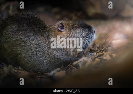 Coypu (Myocastor coypus) oder Nutria - südamerikanisches Nagetier Stockfoto