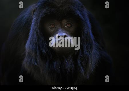 Männlicher Baby Schwarzer Brüllaffen (Alouatta Caraya) Stockfoto