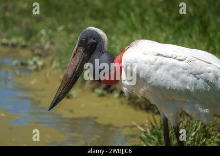 Jabiru Storch Vogel (Jabiru mycteria) Stockfoto