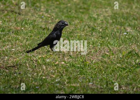 Ani-Vogel (Crotophaga ani) Stockfoto