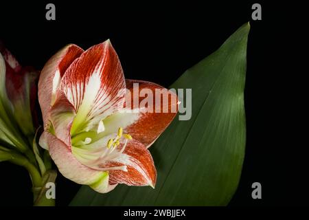 Eine einzelne rot-weiß gefärbte Blüte eines amaryllis neben einem grünen Blatt und einem schwarzen Hintergrund Stockfoto