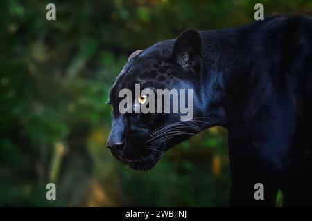 Schwarzer Jaguar (Panthera onca) – Melanistische Katze Stockfoto