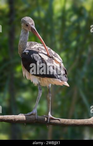 Junger Scharlach Ibis (Eudocimus ruber) Stockfoto