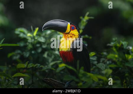 Toucan (Ramphastos vitellinus ariel) - Ariel Toucan Stockfoto