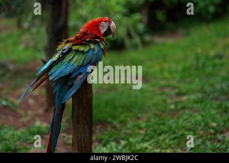 Feuchter Roter und grüner Ara (Ara chloropterus) Stockfoto