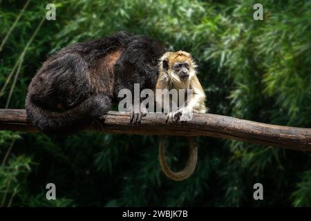 Baby Black Howler Affe (Alouatta Caraya) Stockfoto