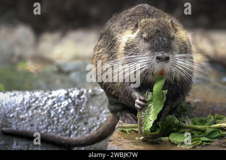 Coypu (Myocastor coypus) oder Nutria Eating - südamerikanisches Nagetier Stockfoto