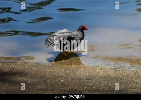 Gallinule-Vogel (Gallinula galeata) Stockfoto