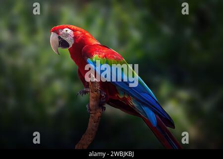 Rot-grüner Ara Papagei (Ara chloropterus) Stockfoto