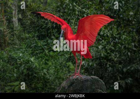 Scharlach Ibis (Eudocimus ruber) mit offenen Flügeln Stockfoto