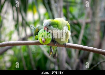 Mönchsittich (Myiopsitta monachus) und Plain Sittich (Brotogeris tirica) Grooming Stockfoto