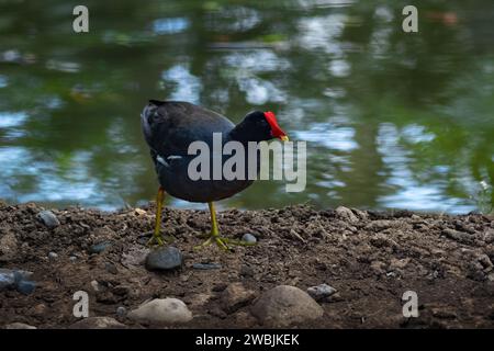 Gallinule-Vogel (Gallinula galeata) Stockfoto