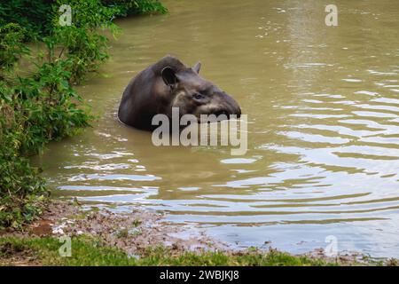 Flachland Tapir (Tapirus terrestris) Schwimmen oder südamerikanisches Tapir Stockfoto