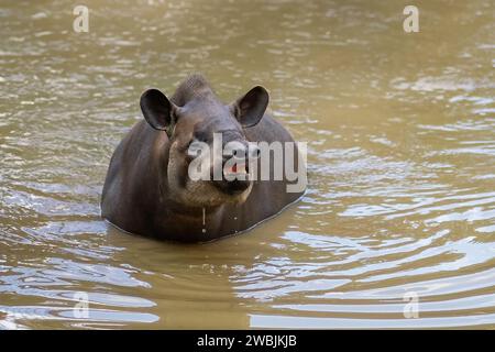 Flachland Tapir (Tapirus terrestris) Schwimmen oder südamerikanisches Tapir Stockfoto