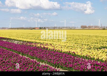 Gelb-violett blühende Tulpenfelder im Frühjahr mit Windturbinen am Horizont auf der Insel Goeree-Overflakkee in den Niederlanden. Stockfoto