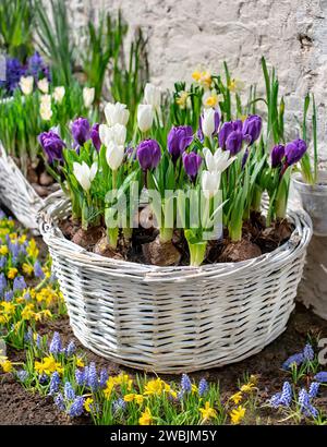 Frühlingszeit im Garten, blühende Krokusse, Tulpen, Narzissen, an einem hellen, frischen Tag. Stockfoto