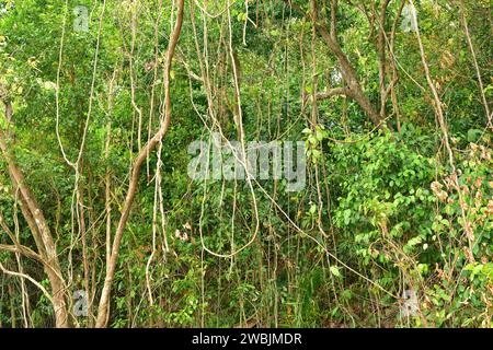 Tropischer Regenwald mit Lianen. Phuket, Thailand. Stockfoto