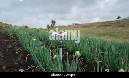 Nahaufnahme eines Bewässerungsregners mitten auf einem Feld mit Zwiebelpflanzen Stockfoto