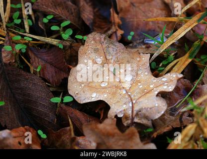 Abstraktes Herbsteichenblatt mit Wassertropfen auf dem Boden im Wald Stockfoto